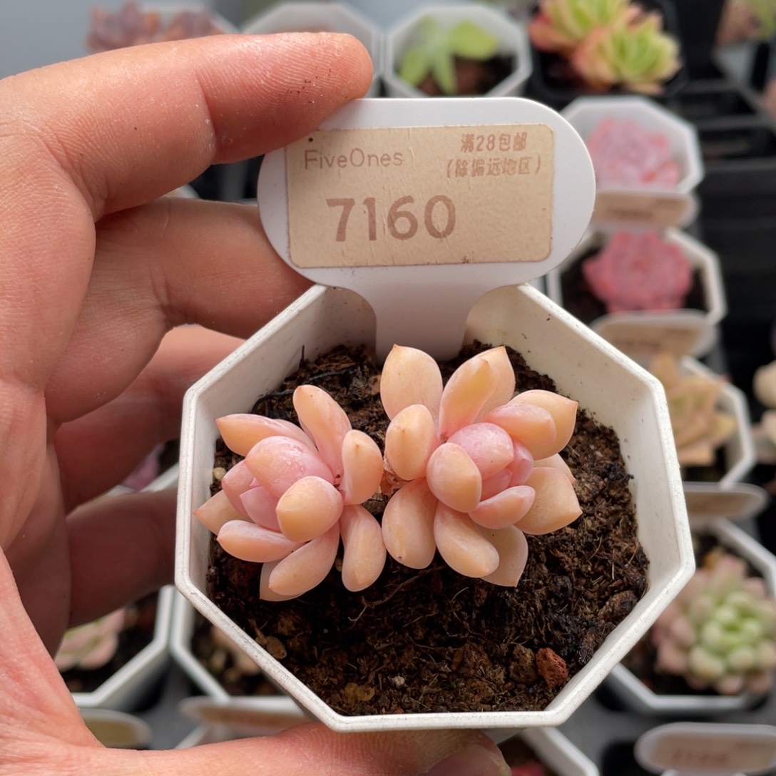 梦之雪7160-5厘米