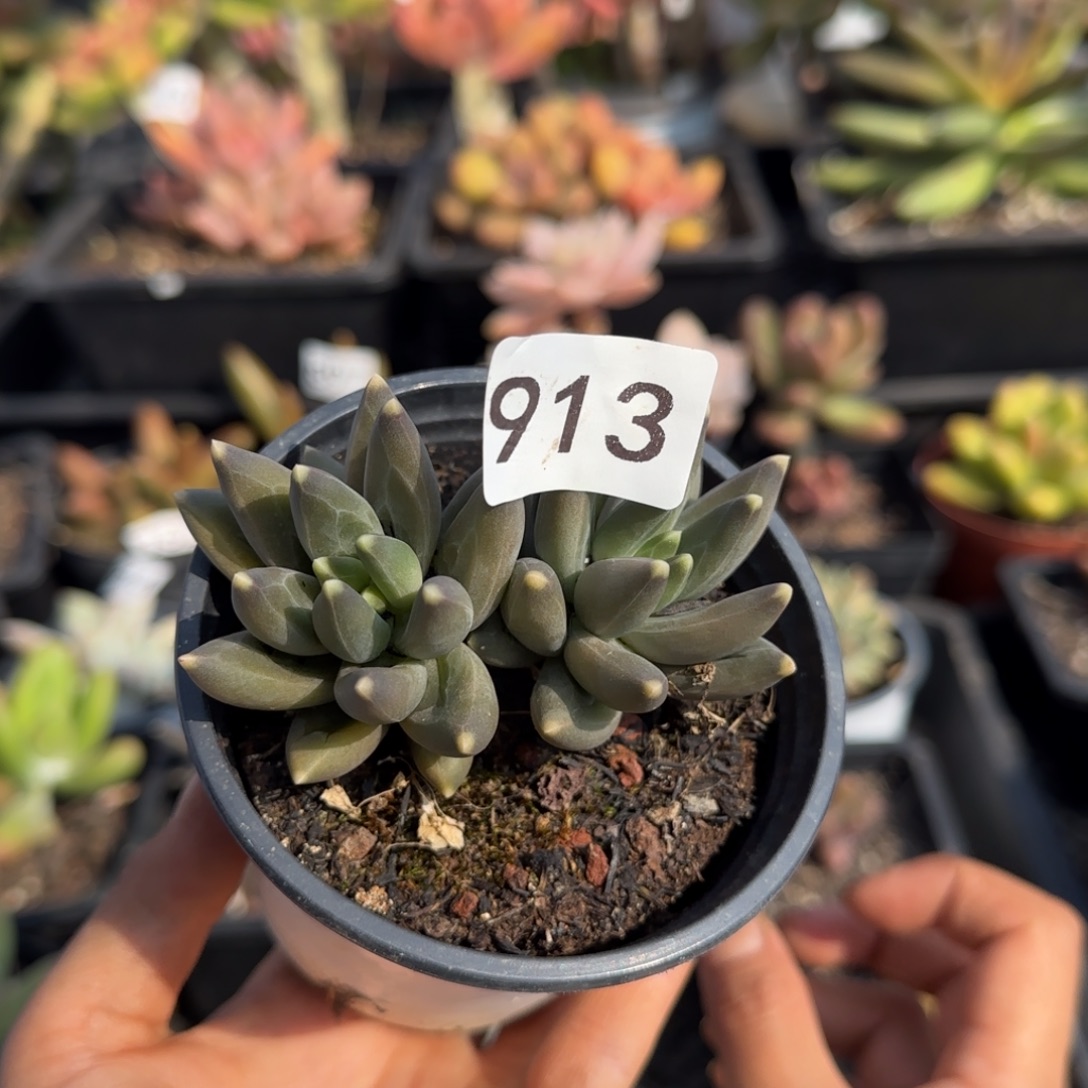 913号一物一拍一物一拍