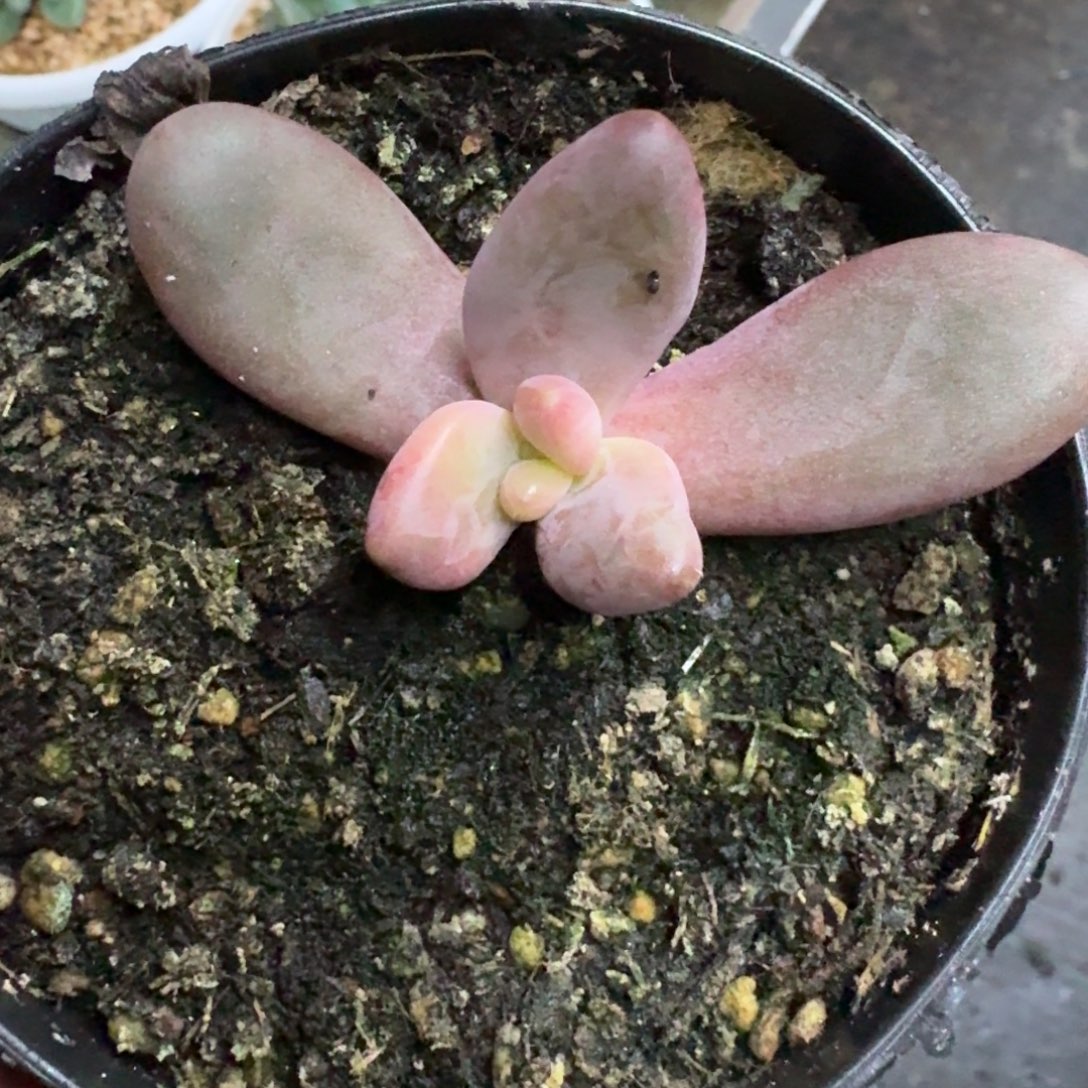 斯卓贝 单头  一物一拍