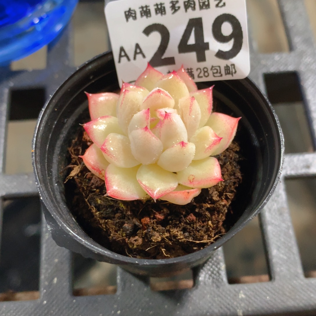 肉萌萌拇指盆精控多肉AA249