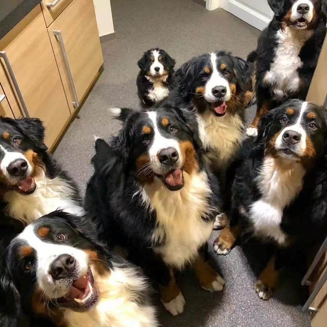 答案血统伯恩山犬