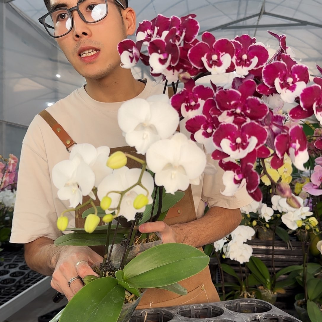 完全开放444/2棵组合