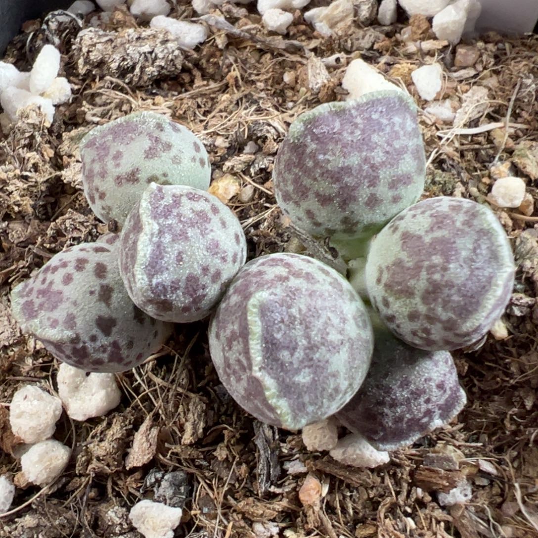 紫***果w丸叶海豹多肉植物水泡