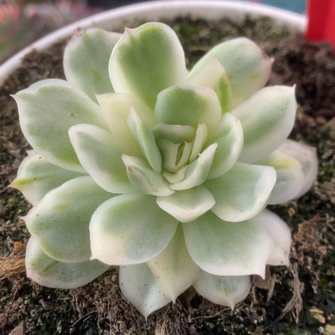 138仙影锦锦锦锦锦锦锦锦