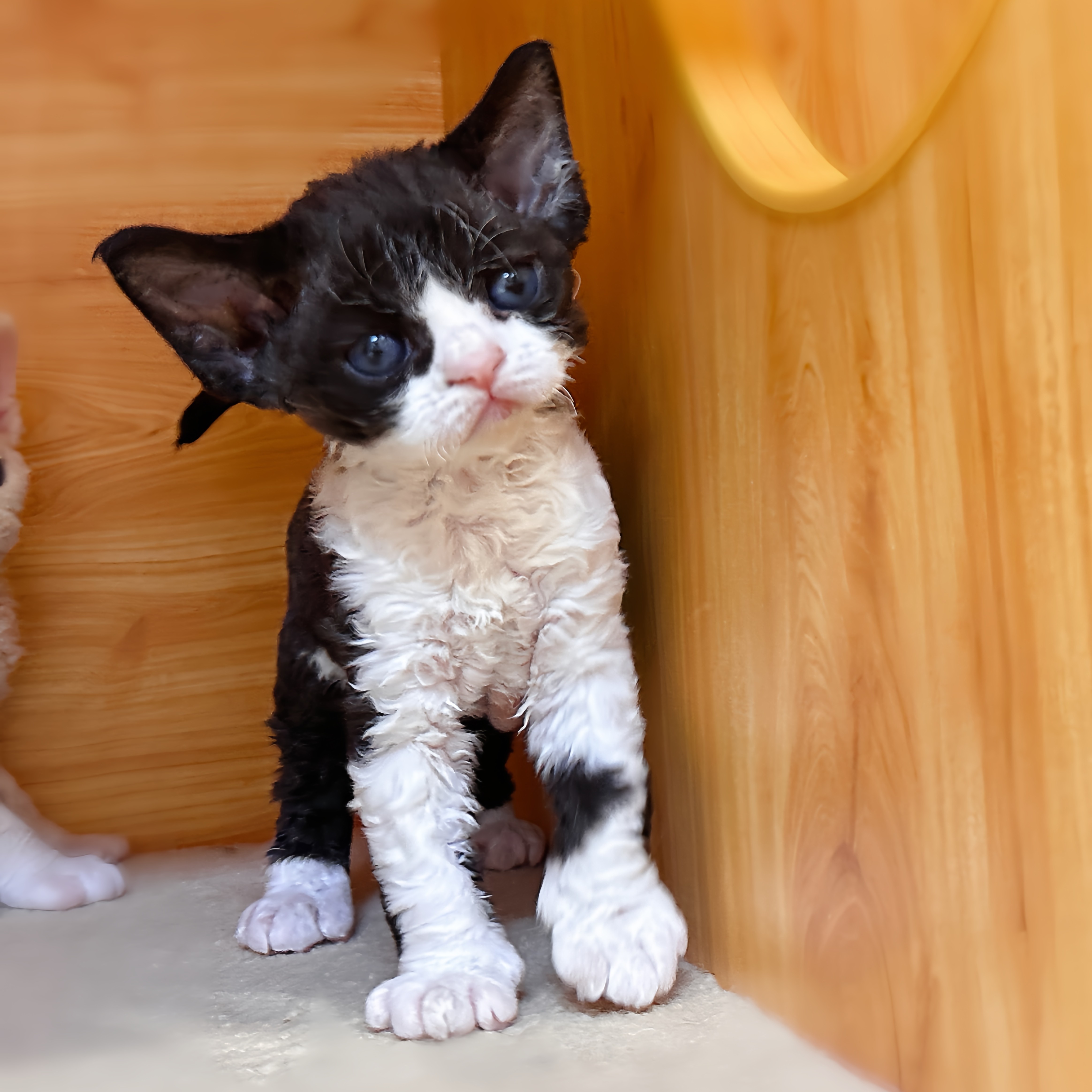 黑白正开脸妹妹 