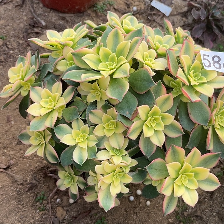 586艳日辉多肉植物