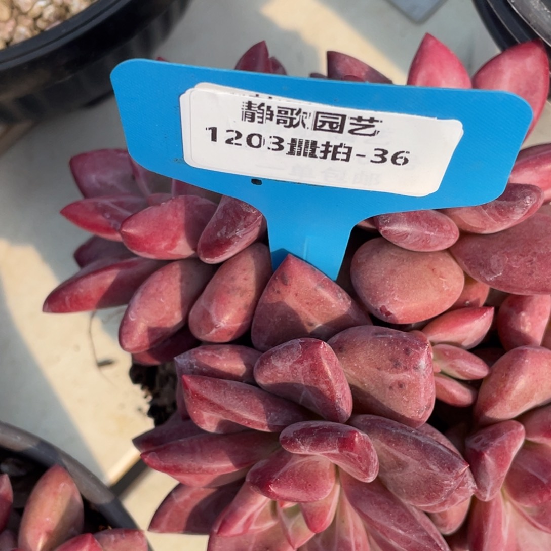 1203-36-五头赫菲斯托