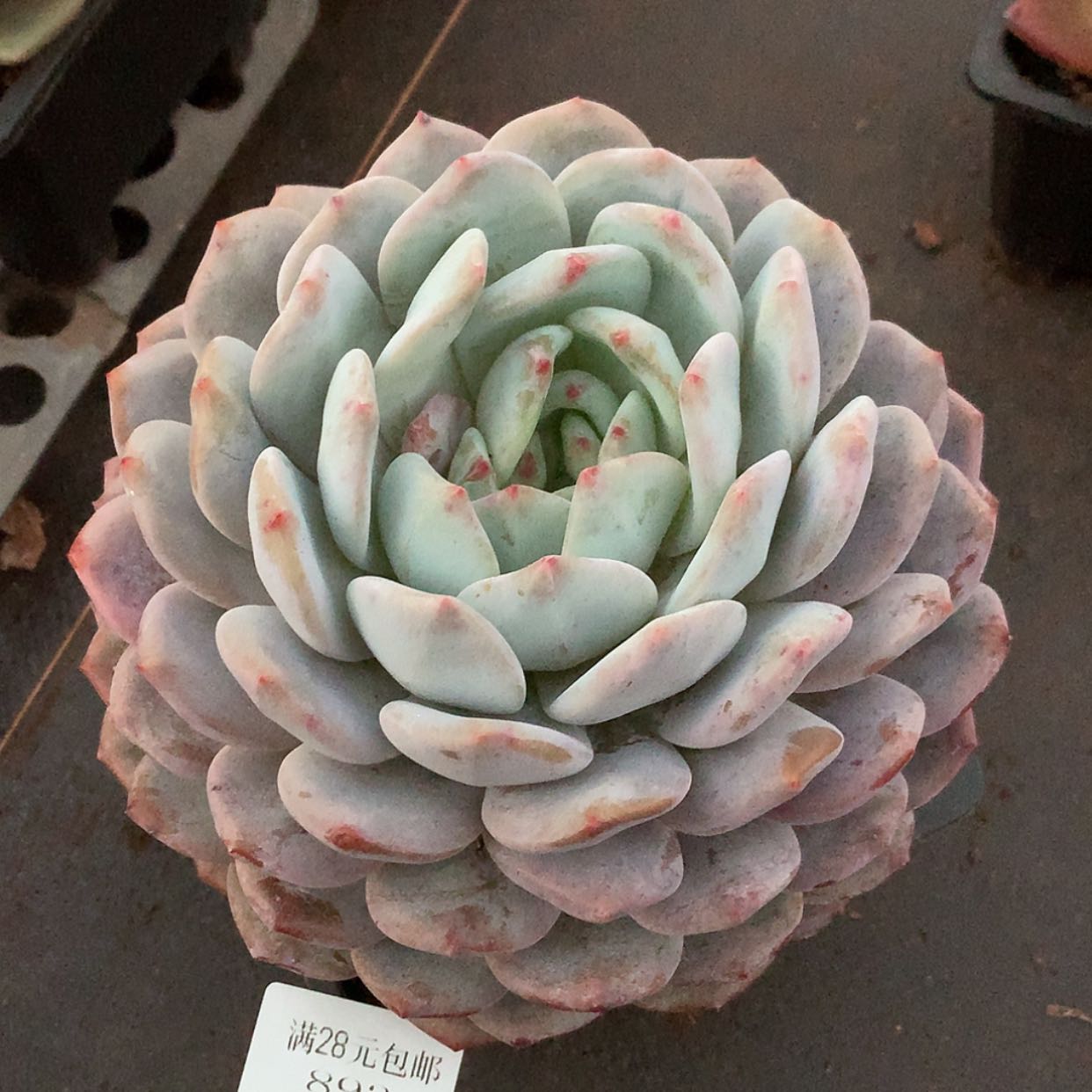 【闪购商品】云893号橙梦露18厘米