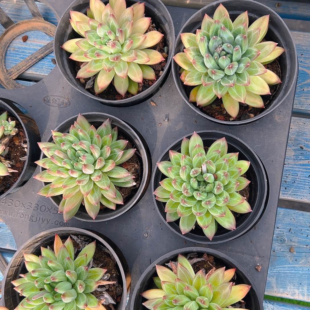 陨石单头，满18包邮