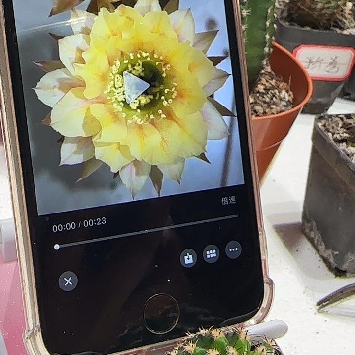 彩草香血丝带根三公分左右