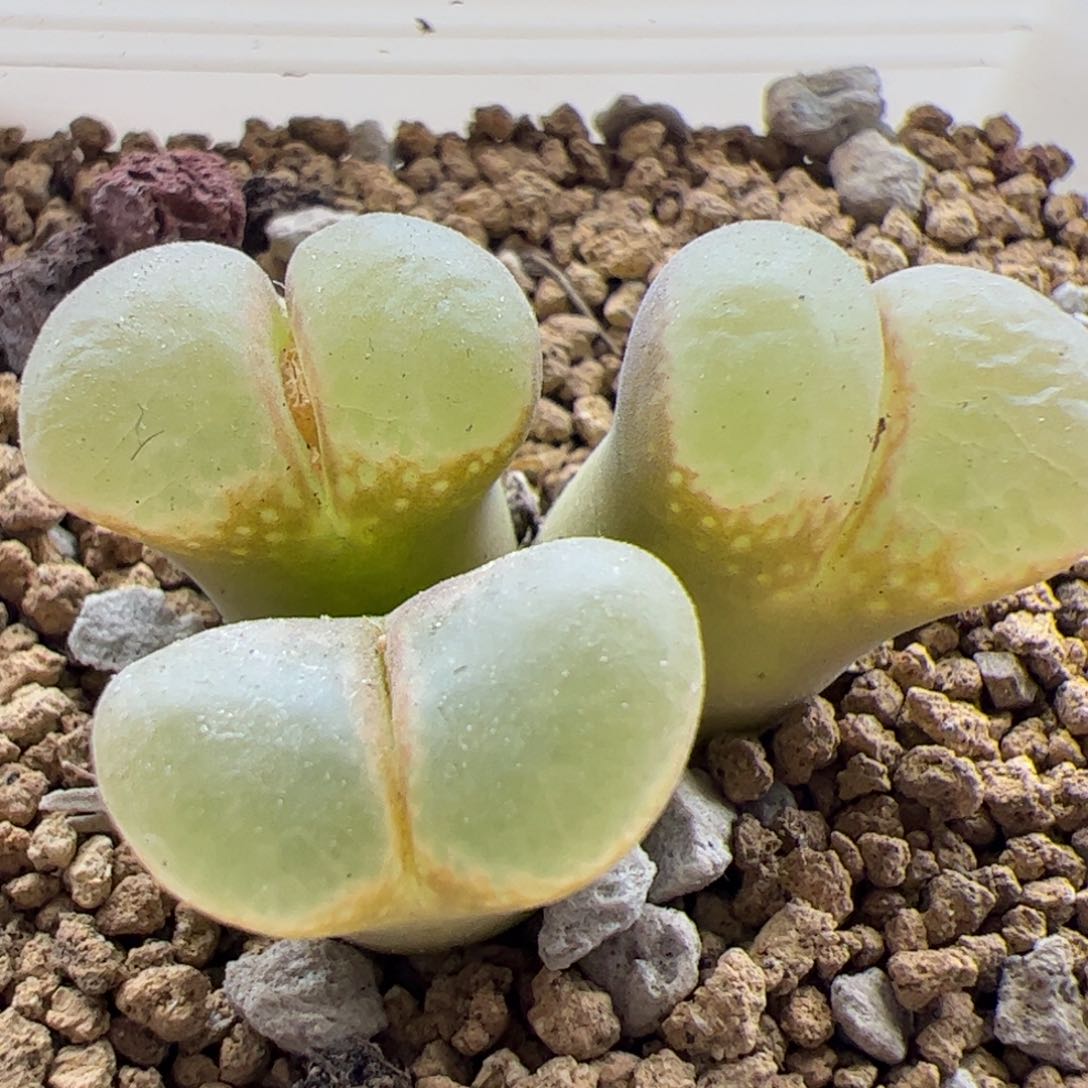 大家过年好23178