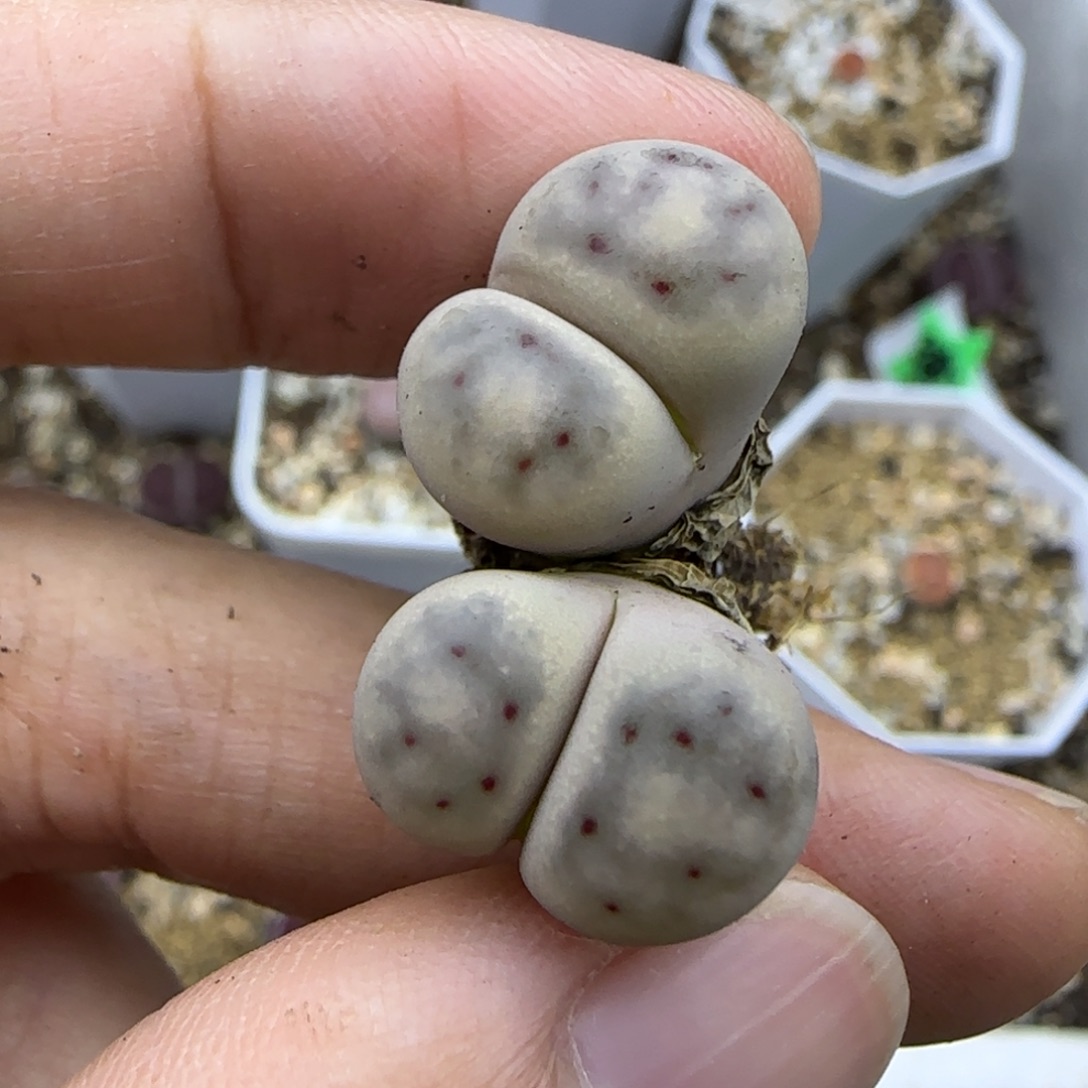 246 双头清框福利30包邮