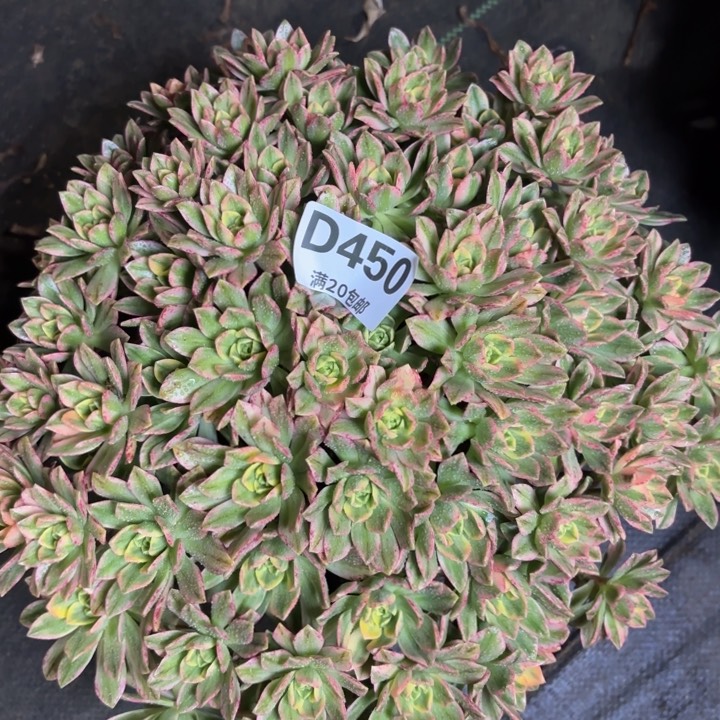 瑞妈一物一拍450