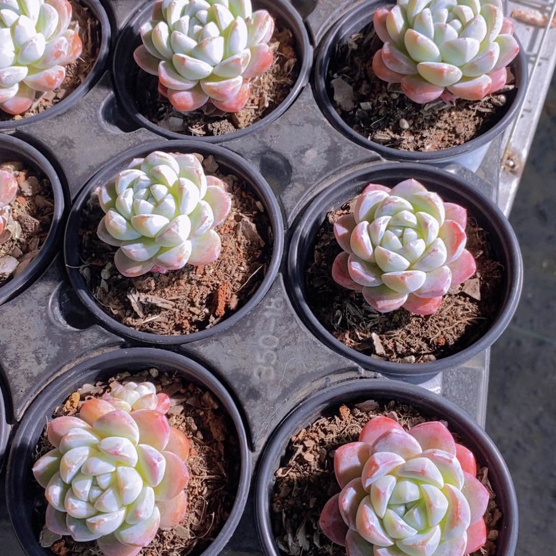 1126-34-精品雪媚娘单头一个