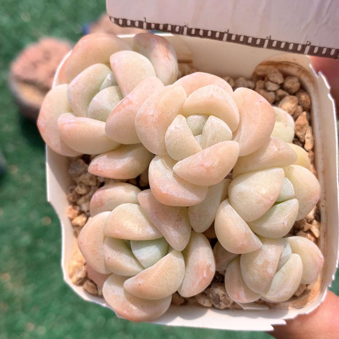 雪媚娘老桩自然群精品多肉