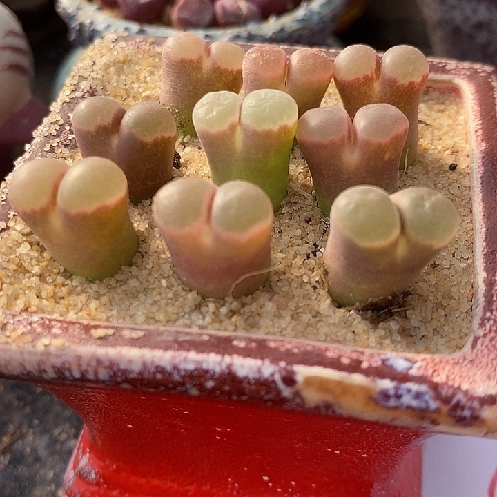 630大眼睛磁铁一组。    