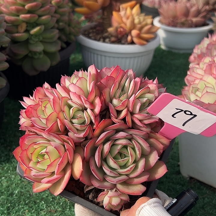 29牡丹亭带盆一个多肉