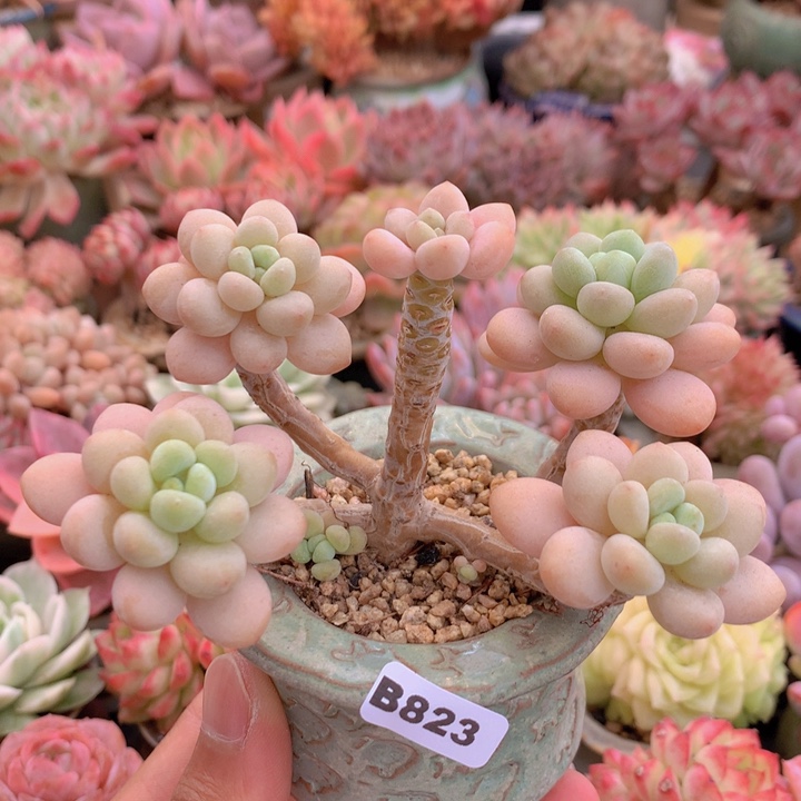 一物一拍含盆土满38包邮B823