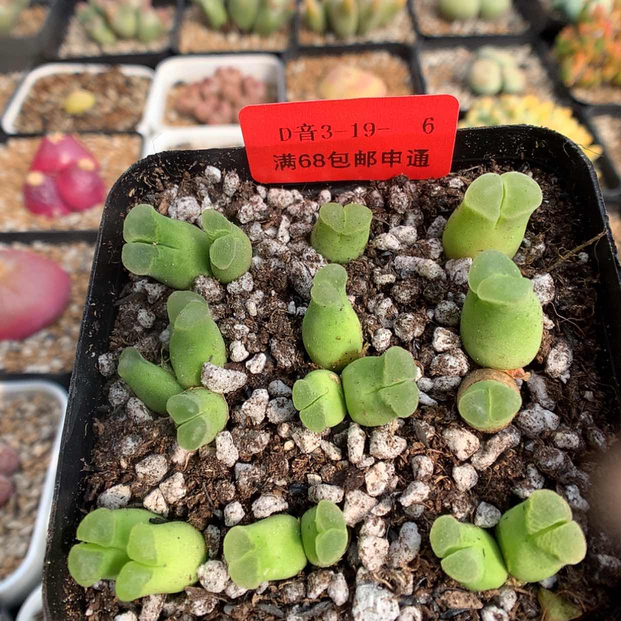 【闪购商品】3-19-6 风铃一盆 100