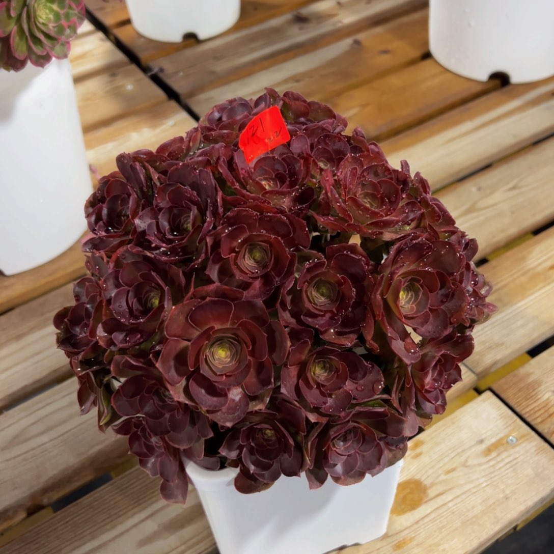 121炖肉植物发货魅金朵朵