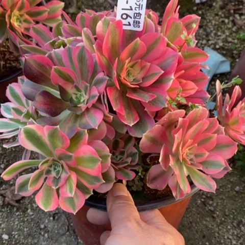 161女巫砍过满25包邮多肉