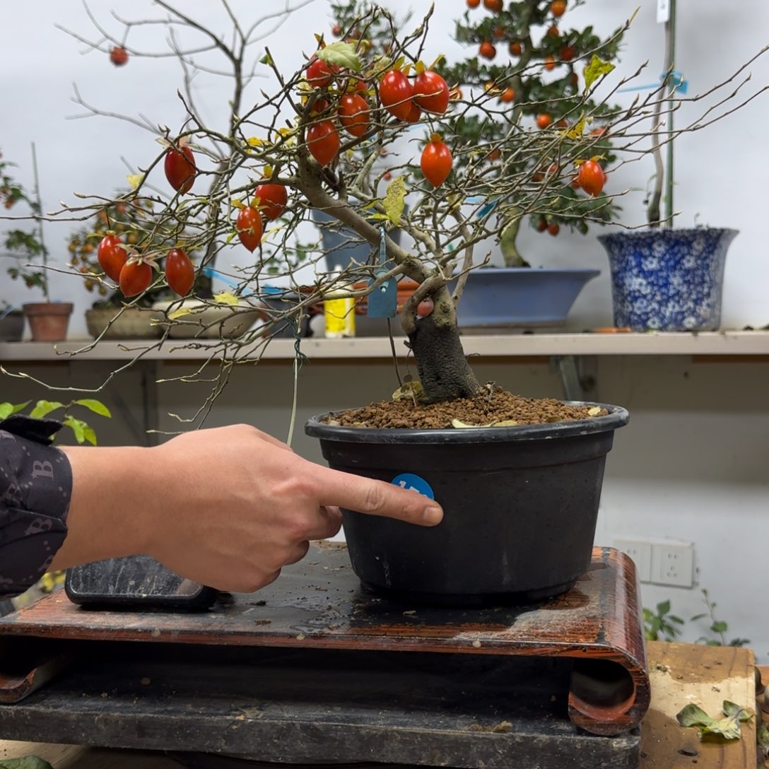 但***程无花朵179顺丰到付不包邮