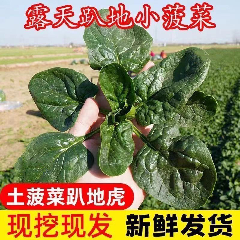 露天种植当季新鲜现摘红根趴地菠菜