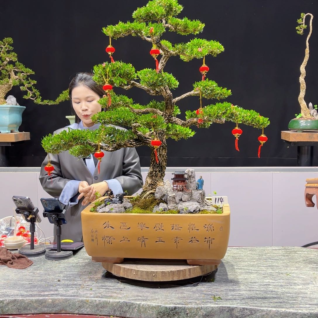 四季常青老桩黄杨盆景