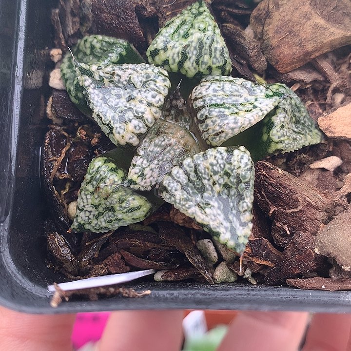 潘多拉魔盒一物一拍