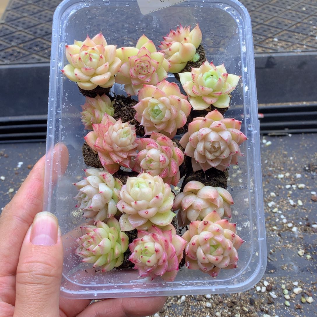 反反复复还是很开心的046