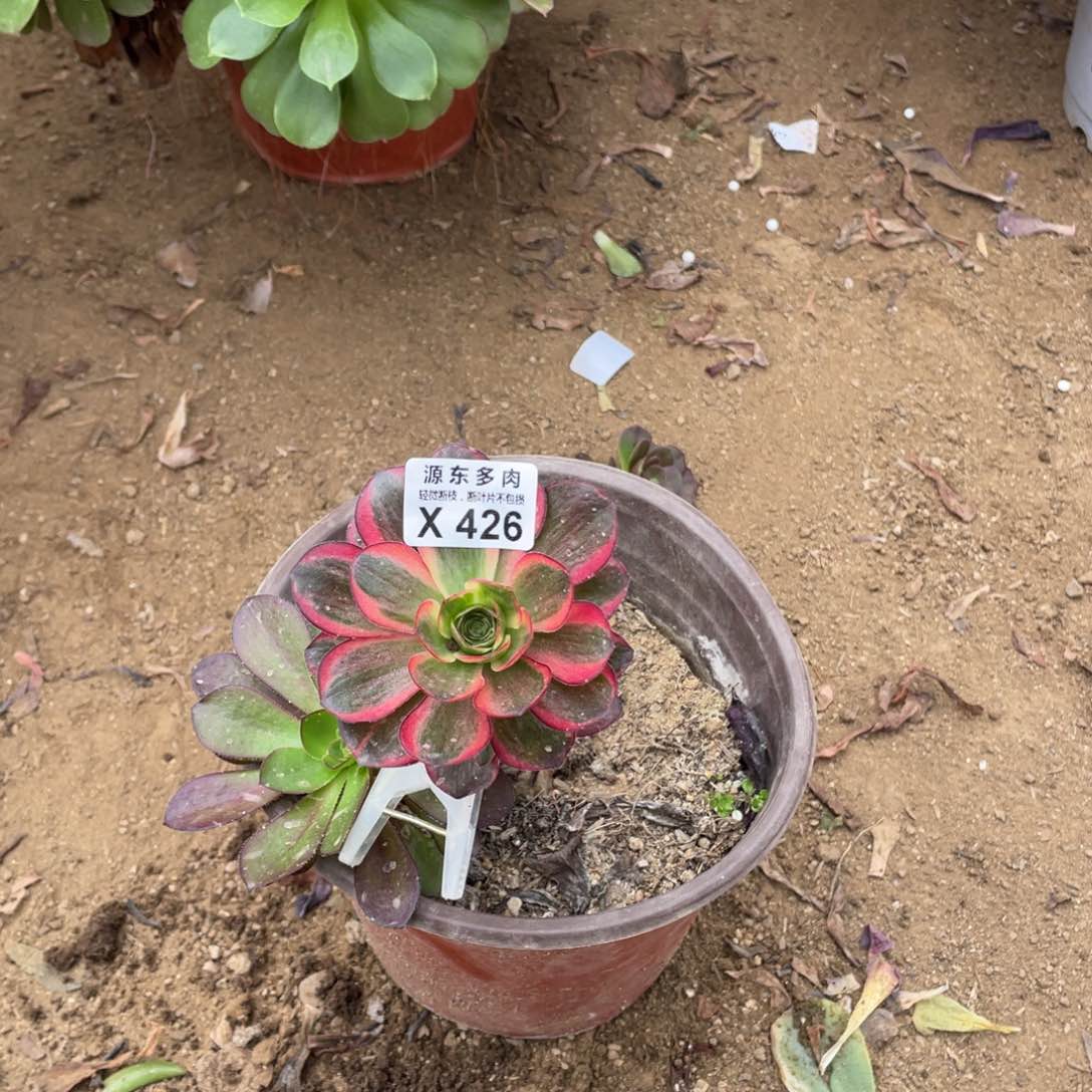 426魅金锦多肉法师断枝不包