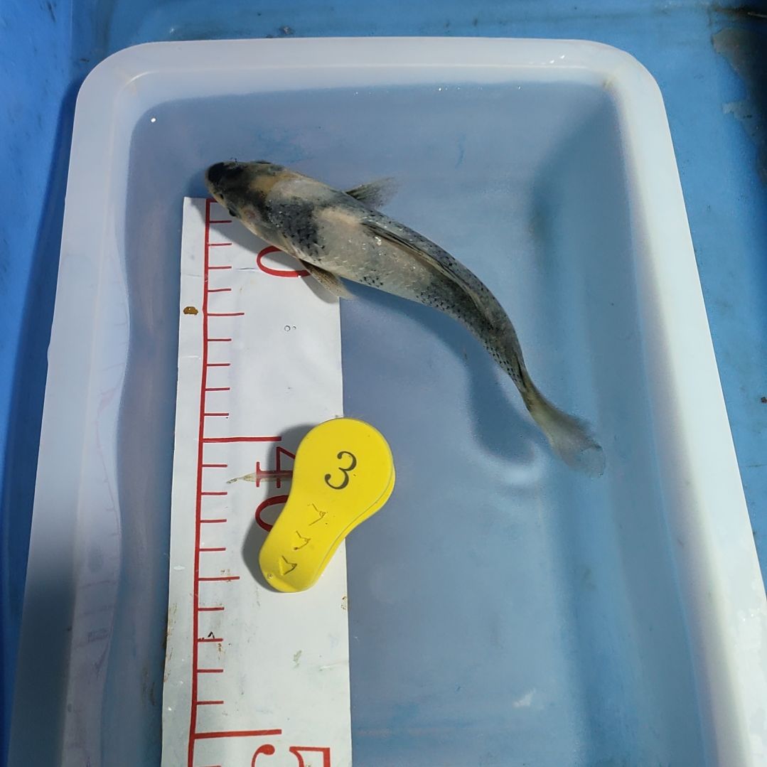 海水鱼红白大正昭和菲血白写