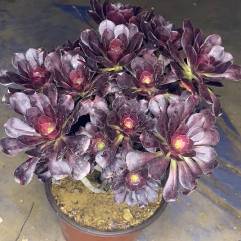 圆叶又伤多肉002