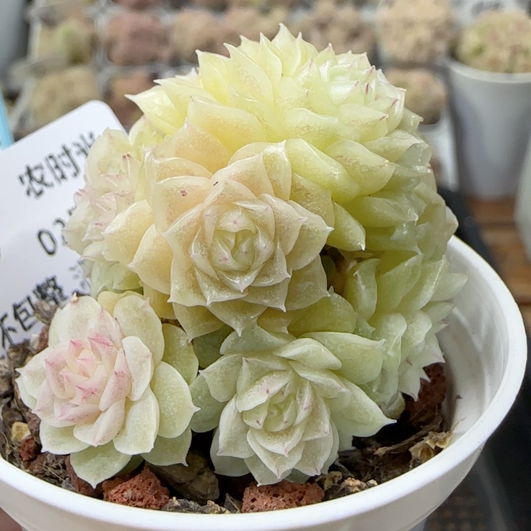 【闪购商品】0223-135珠光麦杆