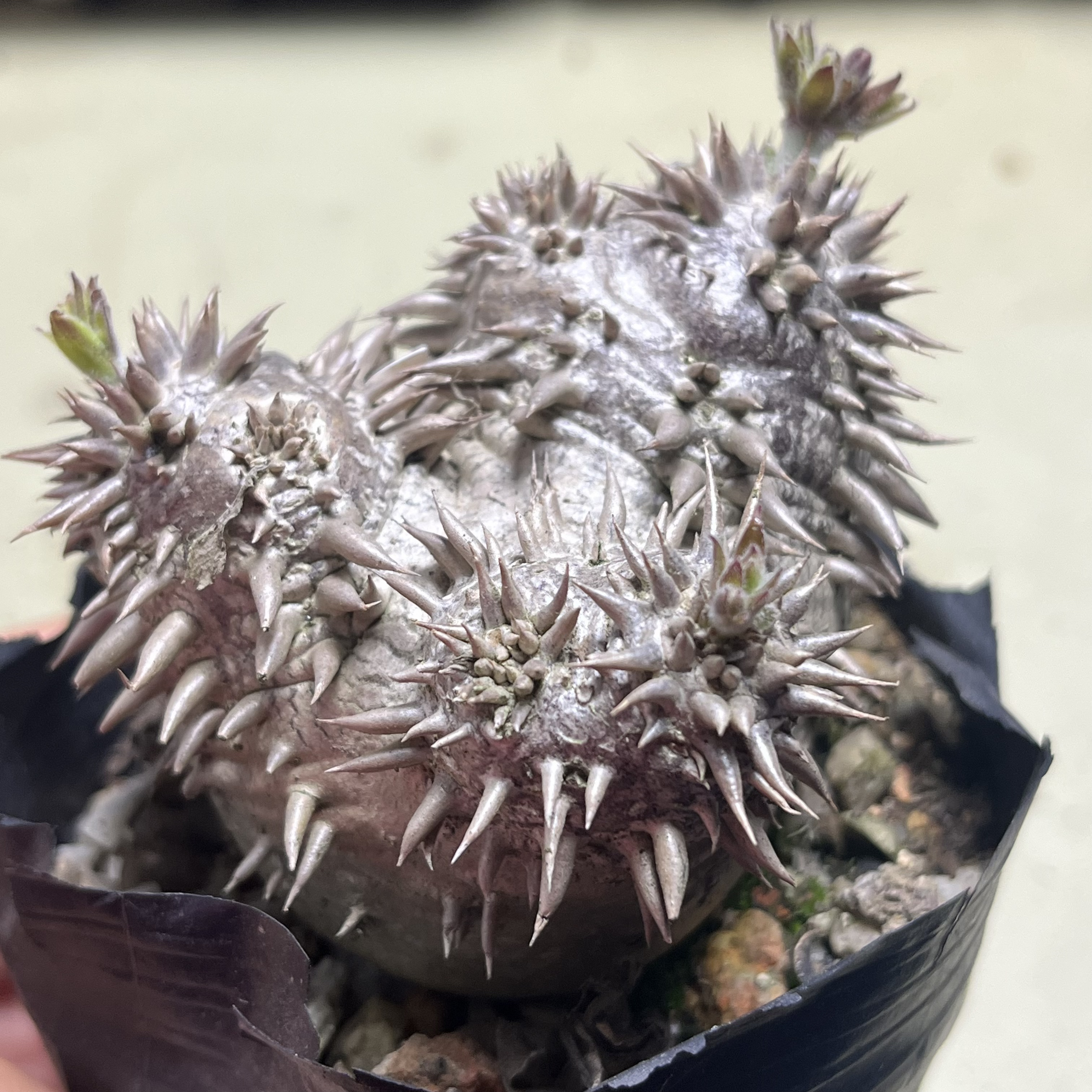 惠比大黑植物仙人掌多肉盆栽绿植花卉室内办公室桌面好养