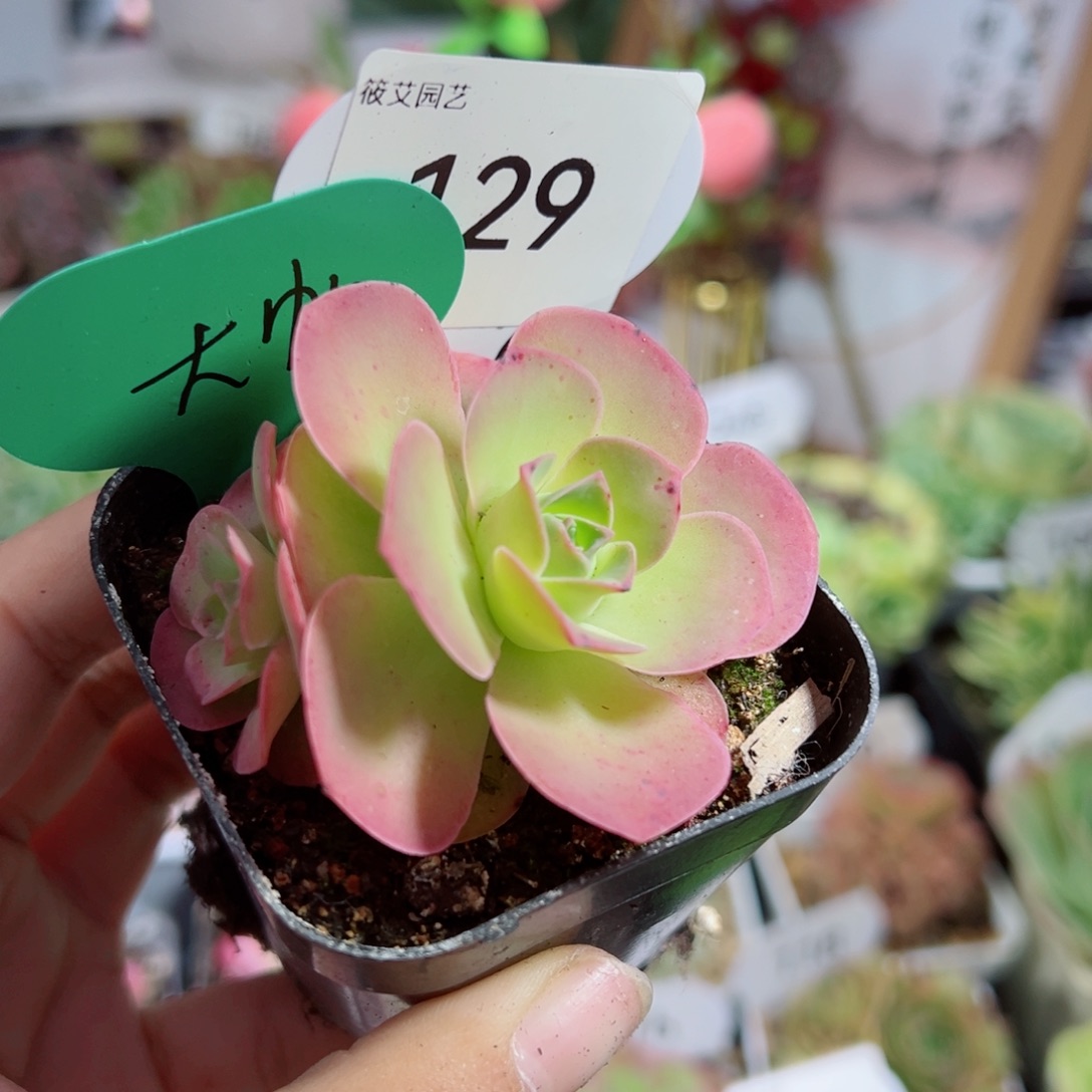 129大帕双头。         