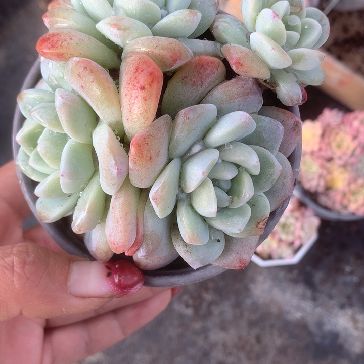 冰玉四头。一物一拍 包邮