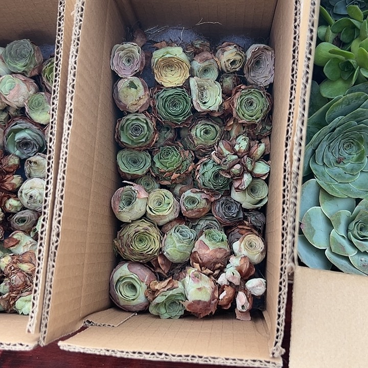 休眠山地玫瑰2厘米大拇指大小23