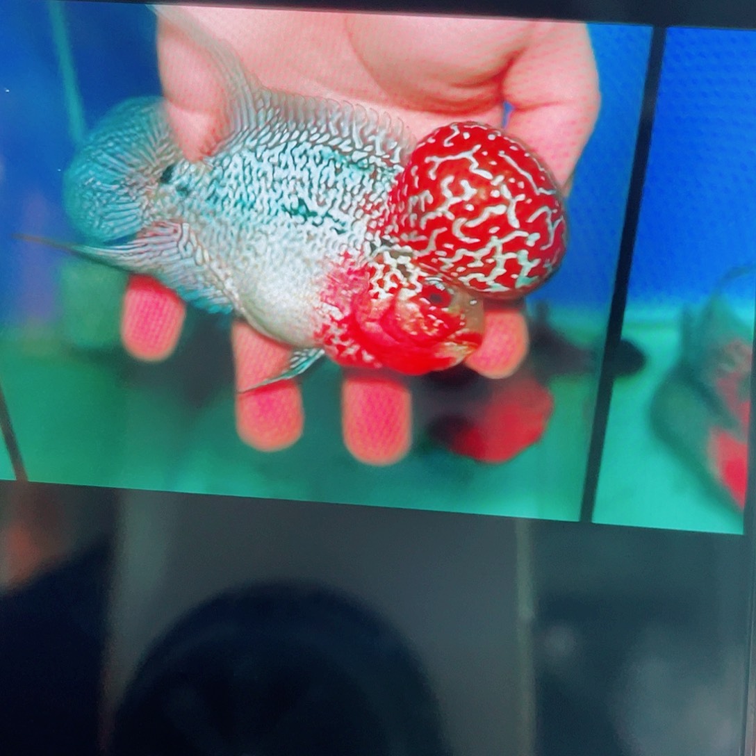 Z***z罗汉鱼鸿运当头罗汉鱼