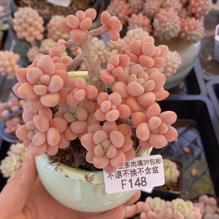 鱼子酱老桩9cm148多肉植物