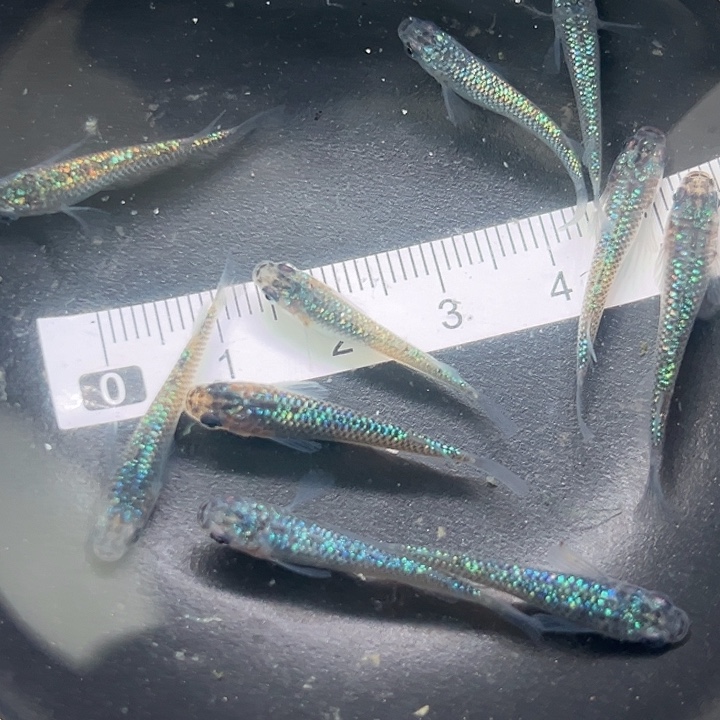 青鳉鱼冀中观背三号