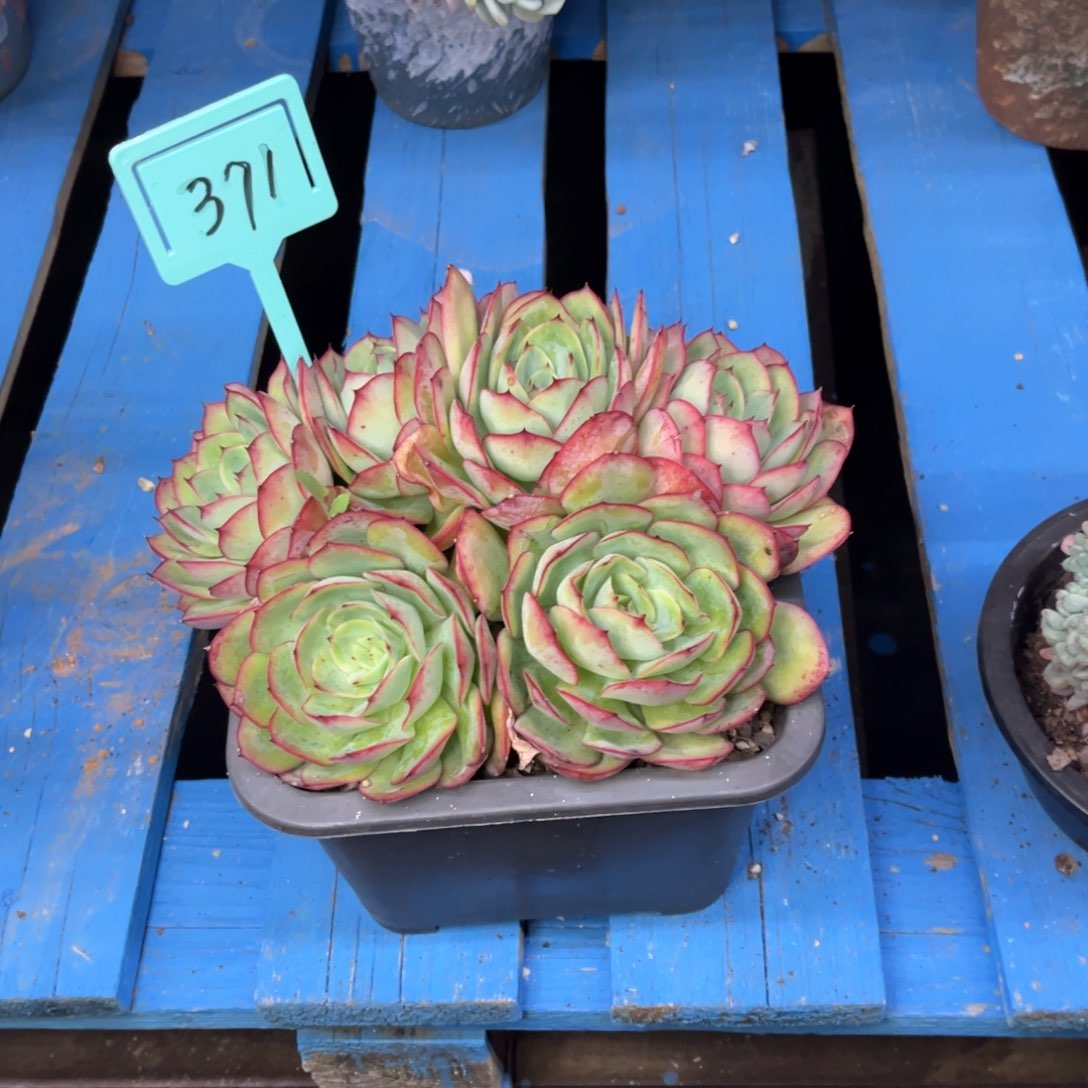 小雨多肉牡丹亭群