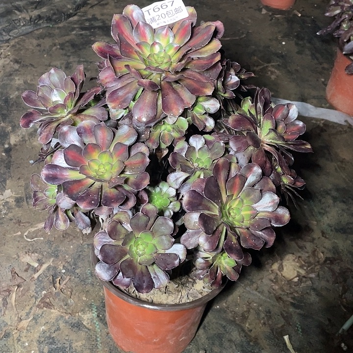 667晚霞多肉法师多肉法师