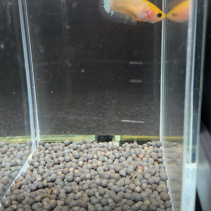 斗鱼泰国斗鱼598号