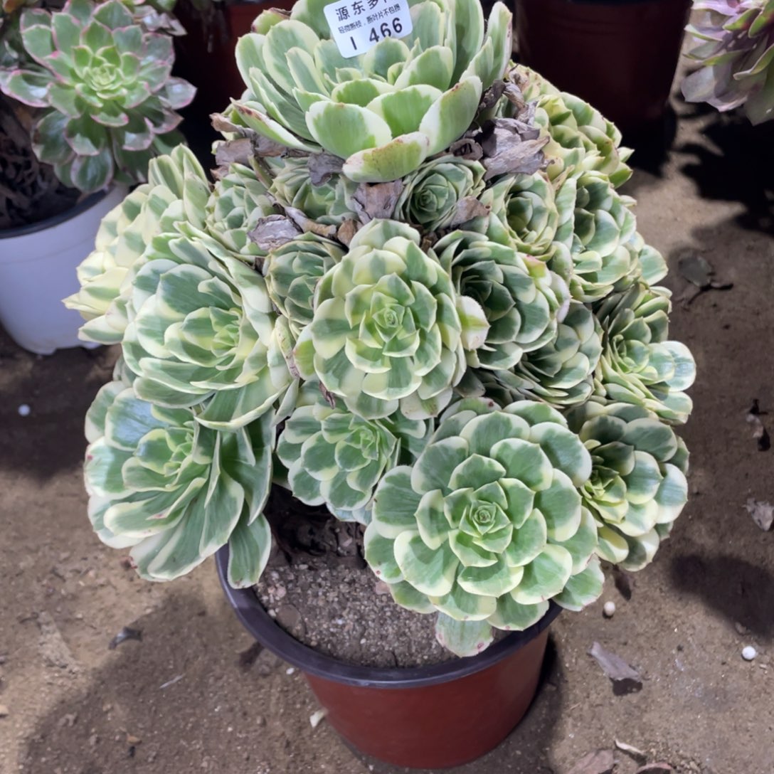 466迈巴赫多肉法师断枝不包