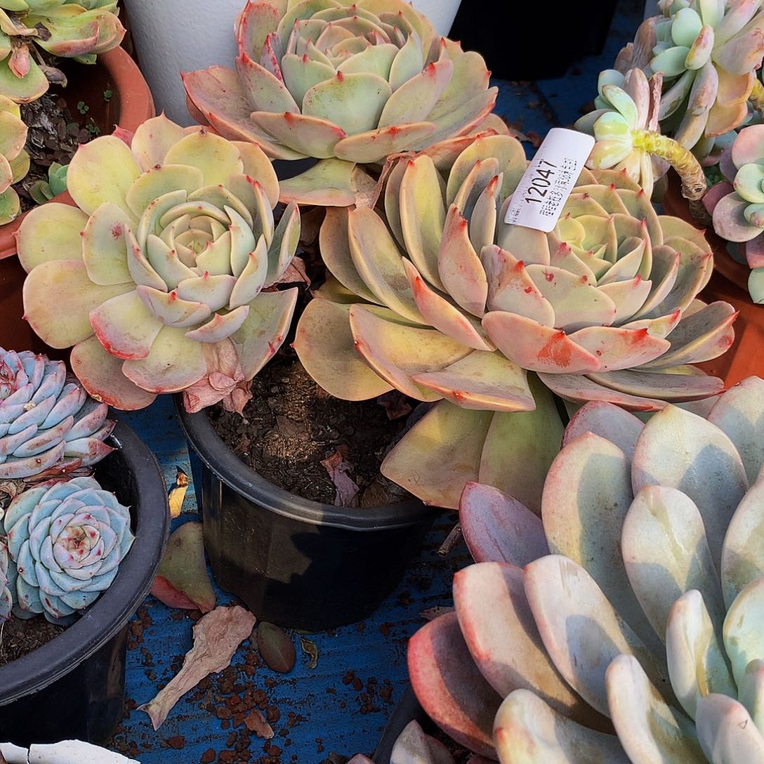 燕***儿白雪公主12047多肉多肉