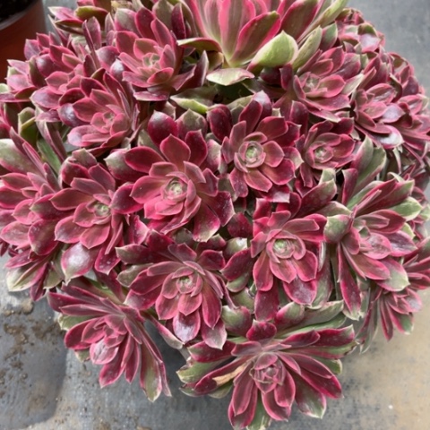 多肉植物浣纱锦。