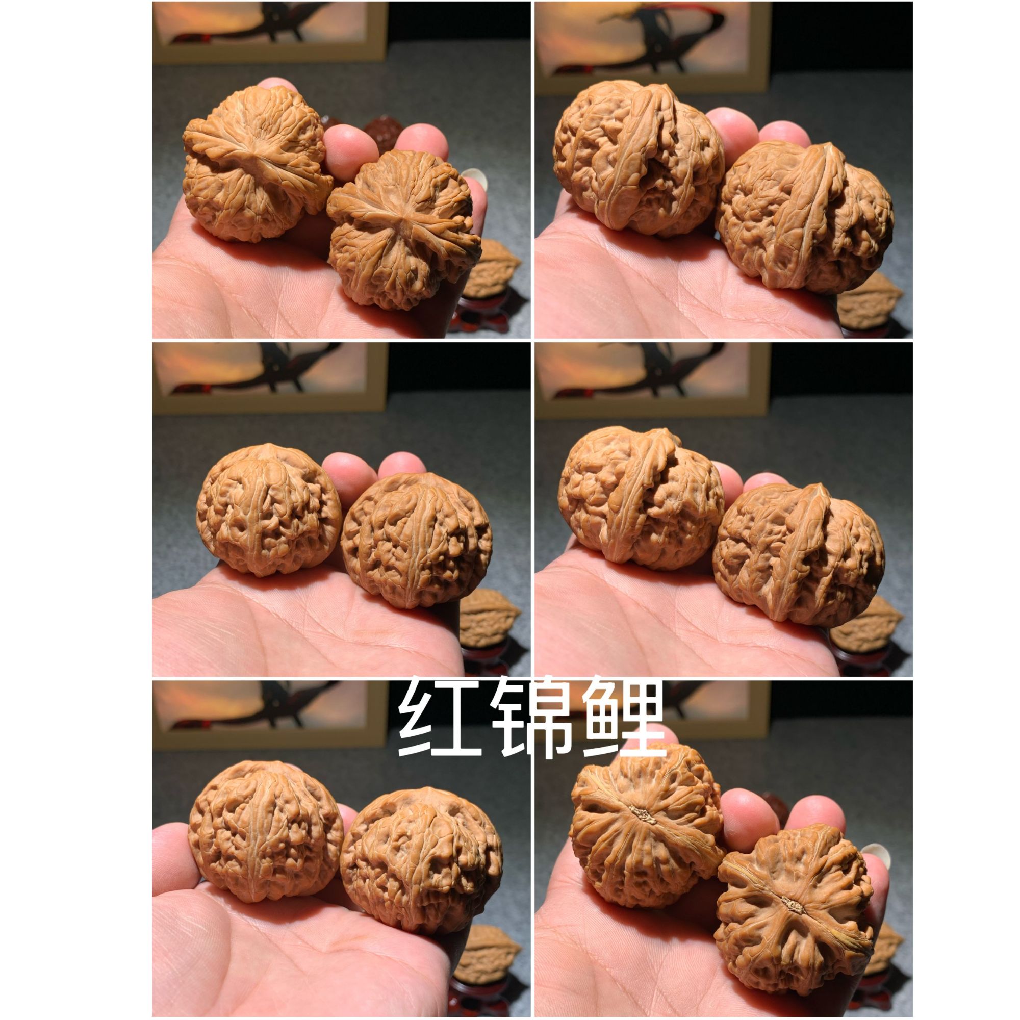 红锦鲤，全品无修，一刀不动，尺寸47*45*39