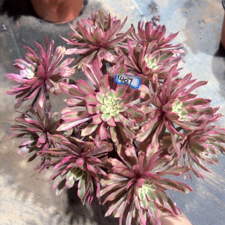 粉初恋1407多肉法师法师