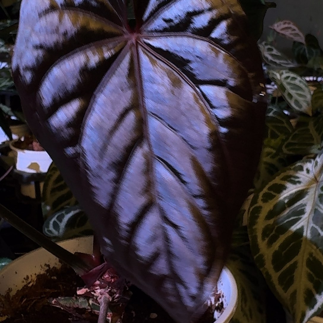 不开花植物戴斯杂黑桃鸡